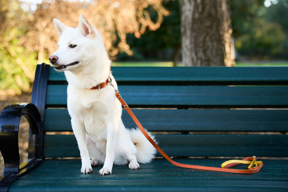 Custom made to order leather collar for your pet dog